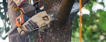 Best Tree Health Inspection  in Socastee, SC