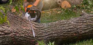 Best Emergency Tree Removal  in Socastee, SC