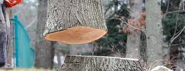 Professional Tree Care in Socastee, SC