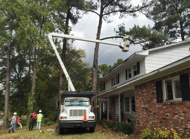  Socastee, SC Tree Care Pros