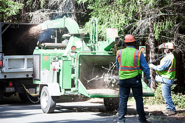 How Our Tree Care Process Works  in  Socastee, SC