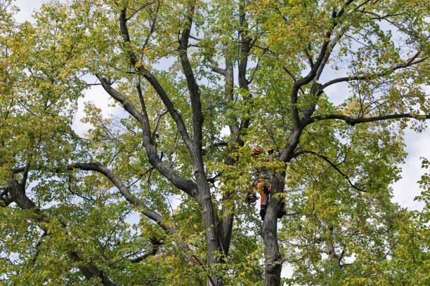 Best Tree Disease Treatment  in Socastee, SC